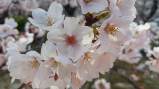 Thumbnail of post image 054