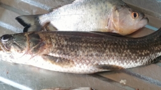 Thumbnail of post image 194